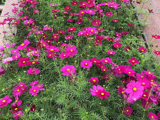 宝鸡花草租摆-设计绿化工业园